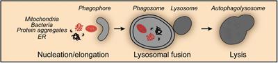 Mitophagy: An Emerging Role in Aging and Age-Associated Diseases